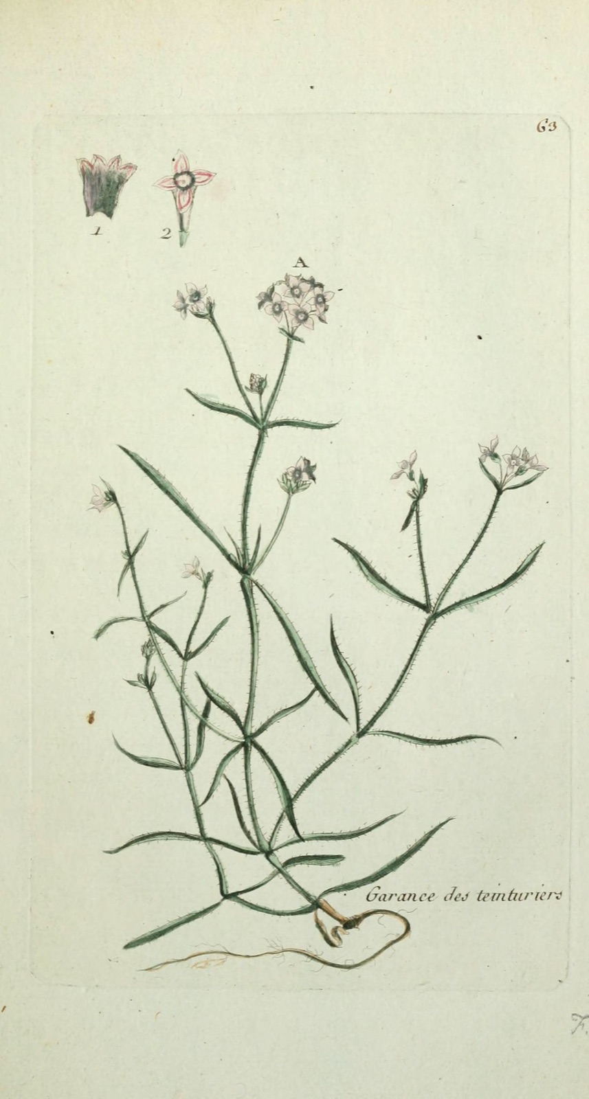 Planche botanique de la garance des teinturiers