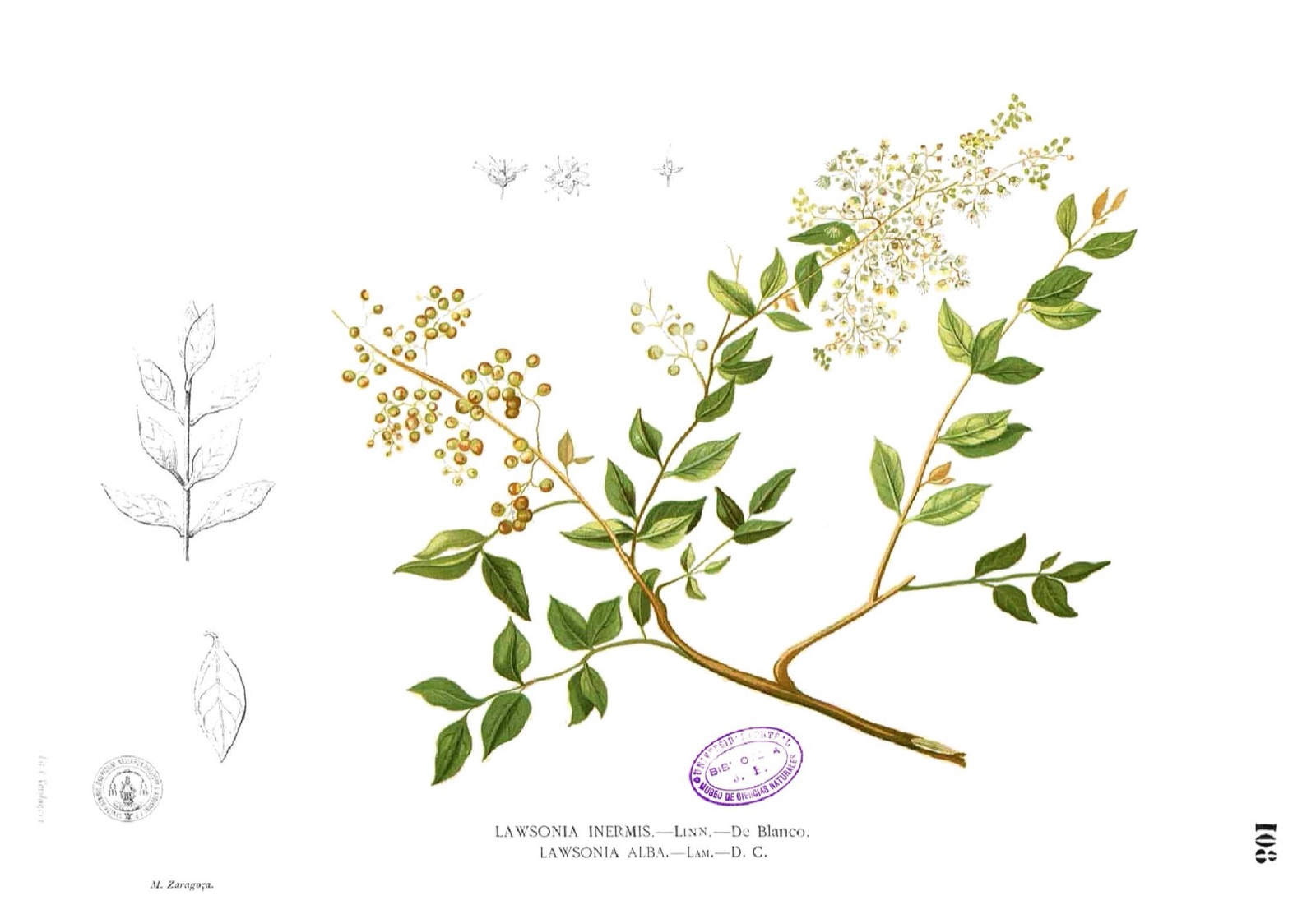 Planche botanique du henné