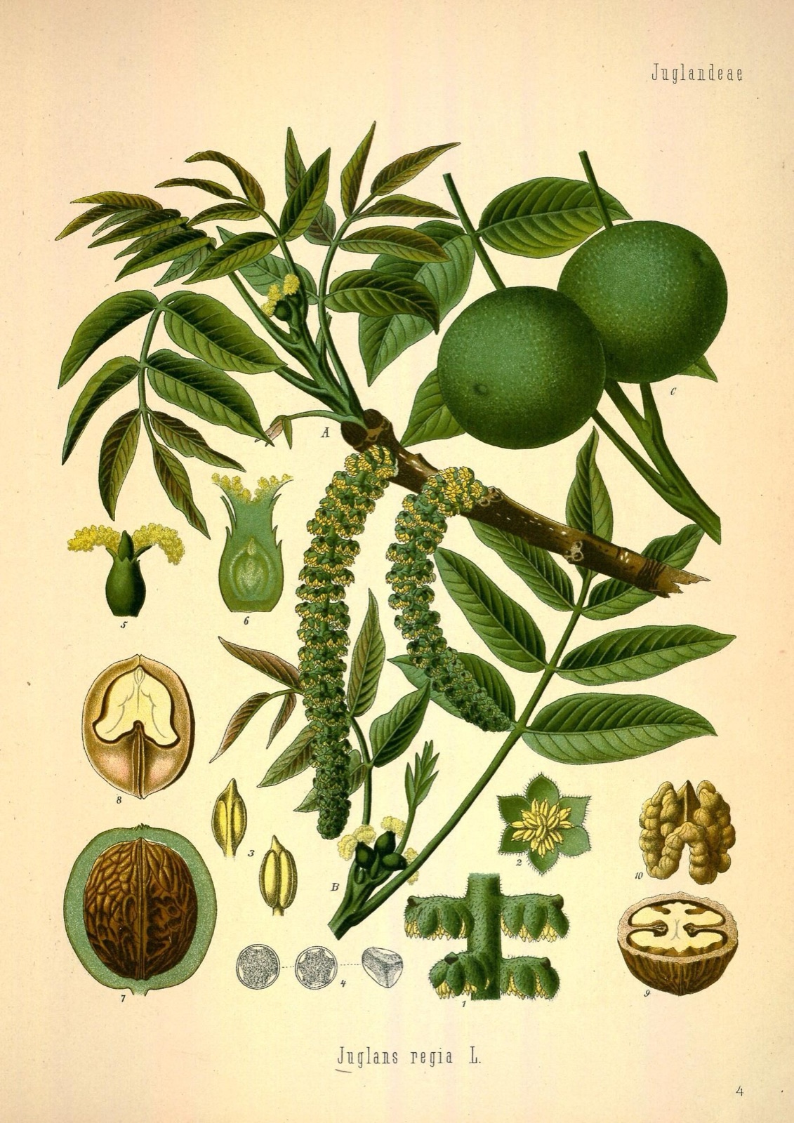 Planche botanique du noyer